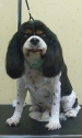20150411bogey.jpg