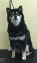 20150419azuki.jpg